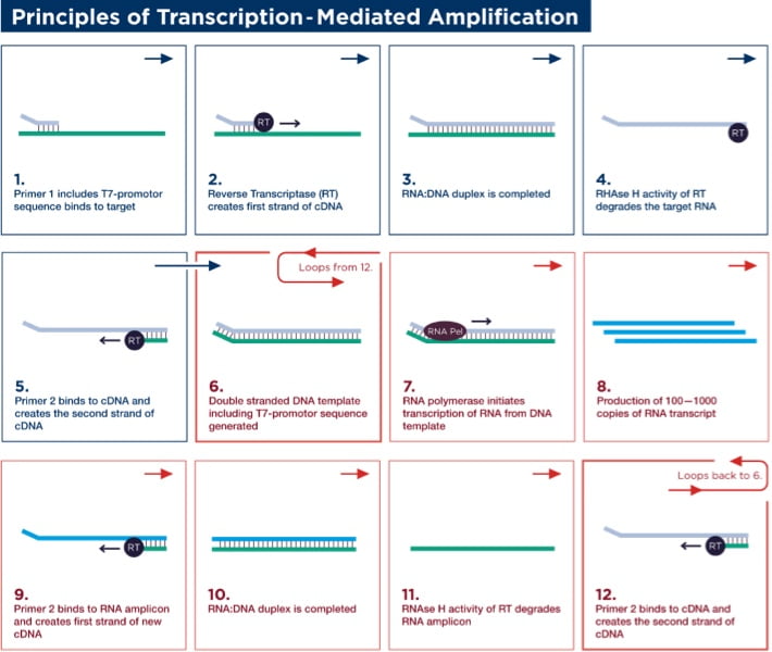Principles of Transcription - Mediated Amplification