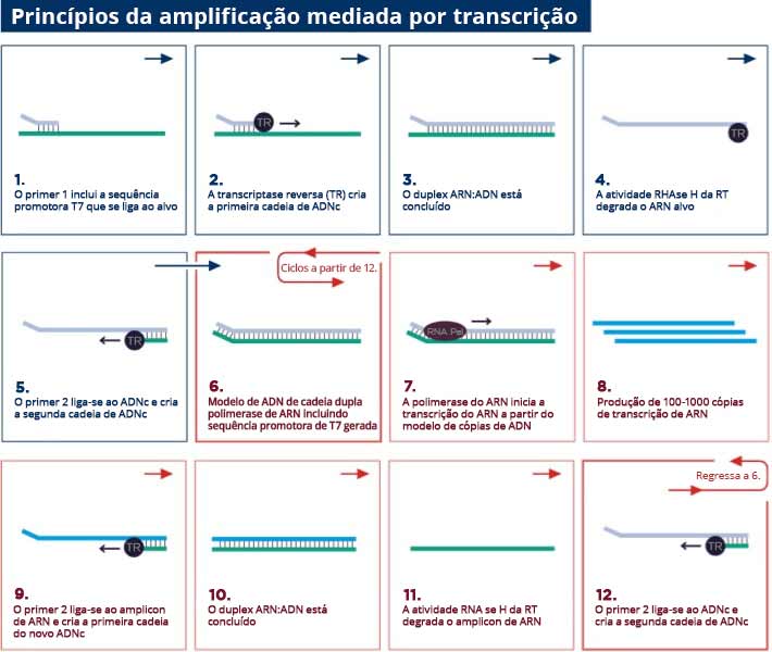 Principles of Transcription - Mediated Amplification