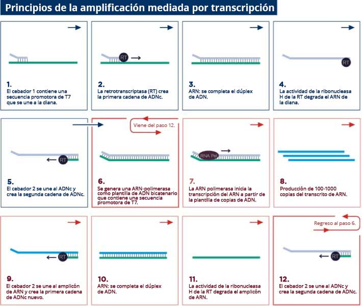 Principios de la amplificación mediada por transcripción