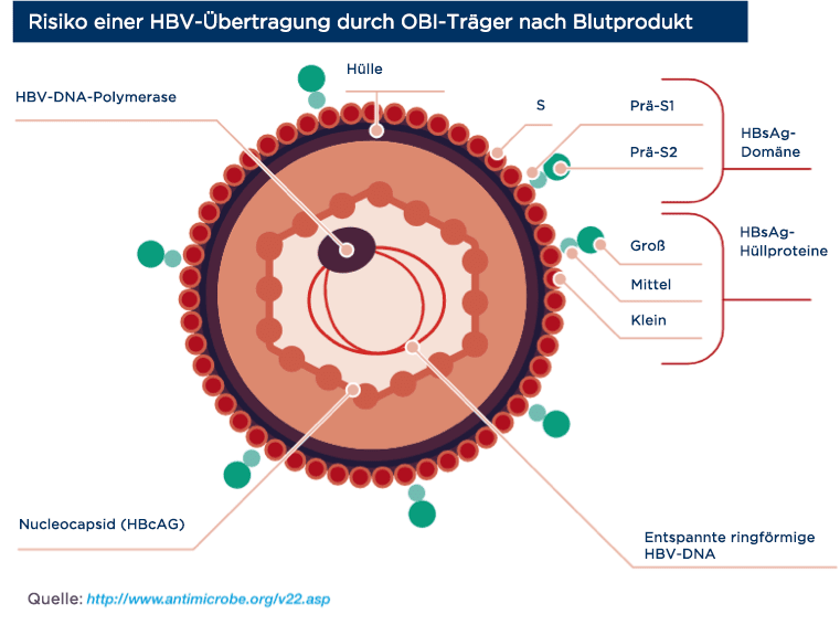 Risiko einer HBV-Übertragung durch OBI-Träger nach Blutprodukt