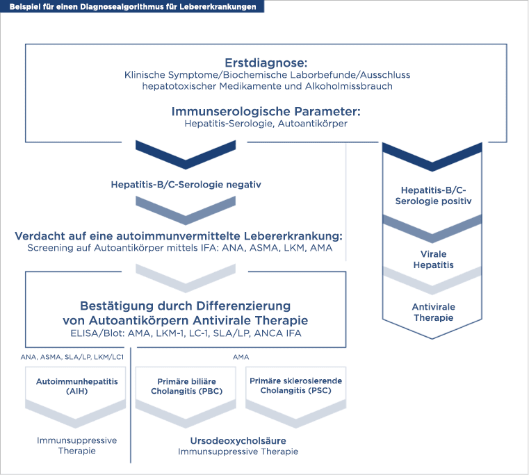 Beispiel für einen Diagnosealgorithmus für Lebererkrankungen