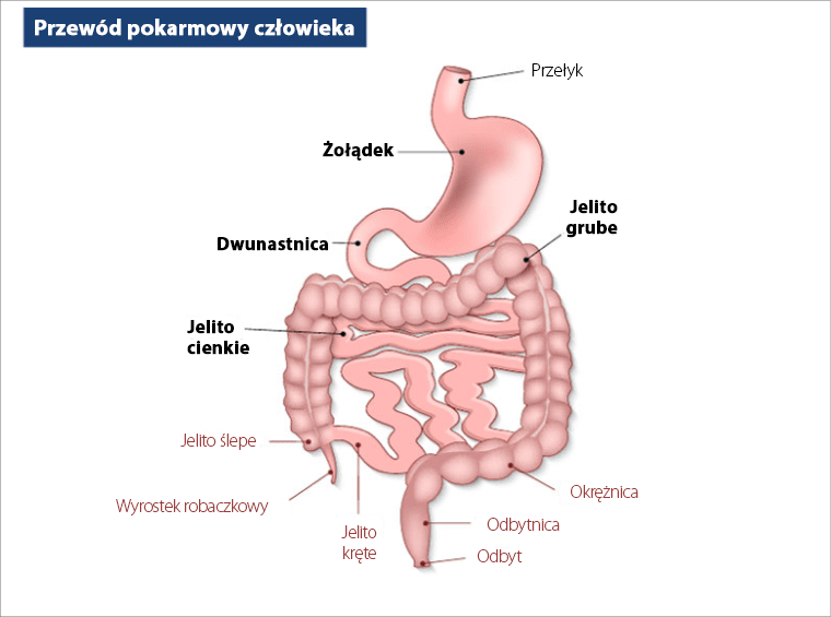 Przewód pokarmowy człowieka